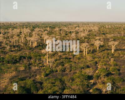 Vue aérienne des arbres baobab emblématiques dispersés dans le paysage luxuriant et sec de la région de Menabe à Morondava, Madagascar Banque D'Images