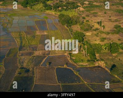 Vue aérienne des arbres baobabs emblématiques près des rizières et des champs agricoles dans le paysage rural de Morondava, Menabe, Madagascar. Banque D'Images