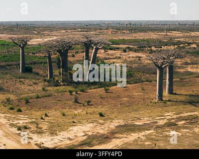 Vue aérienne des arbres baobabs emblématiques se dressant dans le paysage sec de la région de Menabe à Morondava, Menabe, Madagascar. Banque D'Images