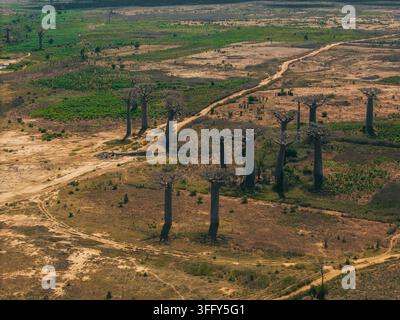 Vue aérienne de l'emblématique Avenue des Baobabs avec ses arbres anciens imposants se dressant contre un paysage sec et accidenté et des chemins de terre sinueux à Morondav Banque D'Images