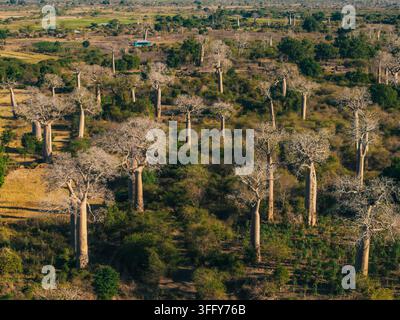 Vue aérienne de l'iconique Avenue des Baobabs, mettant en scène des arbres imposants à travers un paysage sec parsemé de plaques de végétation verte et de champs dorés Banque D'Images