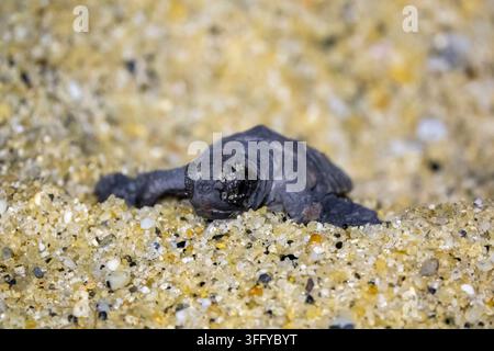Gros plan extrême d'une tortue luth néonatal émergeant du sable grossier de la plage de Kurio, préfecture de Kagoshima, Yakushima, Japon Banque D'Images