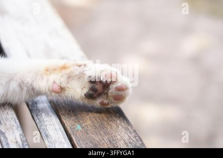 Gros plan d'une patte de chat duveteuse reposant sur un banc en bois patiné, montrant des coussinets rose doux devant un arrière-plan flou en extérieur. Banque D'Images