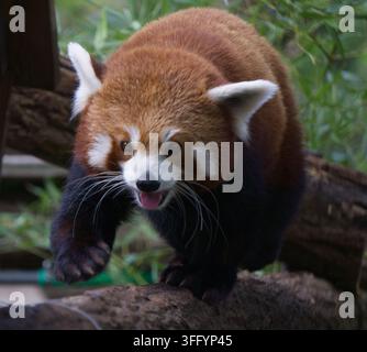 Panda roux (Ailurus fulgens) marchant le long d’une bûche en bois avec la bouche légèrement ouverte Banque D'Images