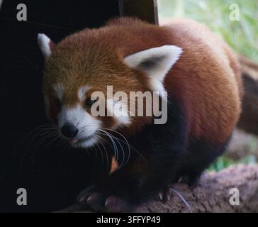 Panda roux (Ailurus fulgens) marchant le long d’une bûche en bois avec la bouche légèrement ouverte Banque D'Images