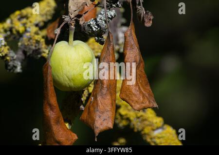 Une pomme verte unique pend à côté de feuilles brunes flétries sur une branche recouverte de lichens jaunes et gris, symbolisant des conditions de sécheresse Banque D'Images