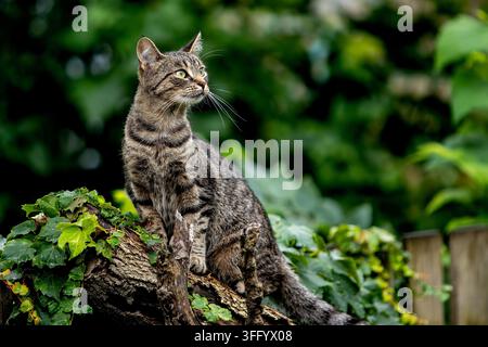 Joli chat domestique à poils courts tigré Banque D'Images