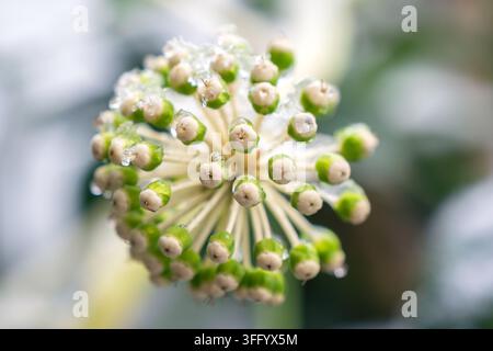 Vue rapprochée de boutons de fleurs de lierre vert et blanc sur une tige de plante recouverte de gouttelettes de glace en train de fondre Banque D'Images