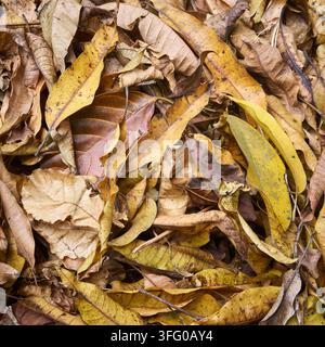 tas de feuilles mortes tombées au sol, texture de feuillage jauni et brun fané en gros plan, concept de fond nature de la saison automnale Banque D'Images