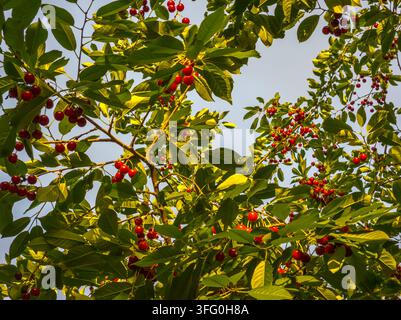 Vue en contre-plongée des branches de cerisier remplies de cerises rouges mûres et de feuilles vertes vibrantes. La lumière du soleil filtre à travers le feuillage, mettant en valeur la beauté naturelle et l'abondance de la récolte estivale. Banque D'Images