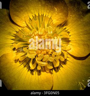 Pissenlit rampant (Ranunculus repens) macro remplit de cadre d'une seule fleur sauvage britannique jaune avec un gros plan extrême des anthères Banque D'Images