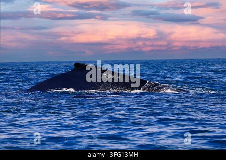 Baleine à bosse émergeant au-dessus de l'océan au Costa Rica, capturée pendant la saison de migration dans les eaux chaudes de la côte pacifique. Banque D'Images