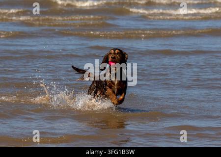 Un Cocker Spaniel brun et fauve actif éclabousse à travers les vagues peu profondes de l'océan tout en ramenant une balle rose vif par une journée ensoleillée. Southport, UK. Banque D'Images