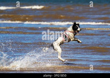 Un English Springer Spaniel noir et blanc vif portant un harnais rose saute à travers les vagues de l'océan par une journée ensoleillée. Southport, Royaume-Uni. Banque D'Images