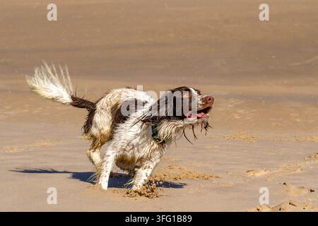 Un chien English Springer Spaniel énergique, brun et blanc, soulève du sable en courant à toute vitesse sur une plage ensoleillée. Southport, Royaume-Uni. Banque D'Images