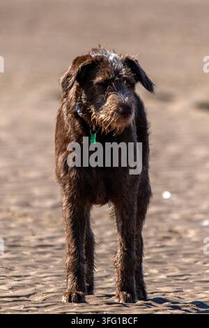 Un chien brun à poil hirsute et filandreux se tient tranquillement sur une plage de sable texturée tout en regardant sur le côté par une journée ensoleillée. Southport, Royaume-Uni. Banque D'Images