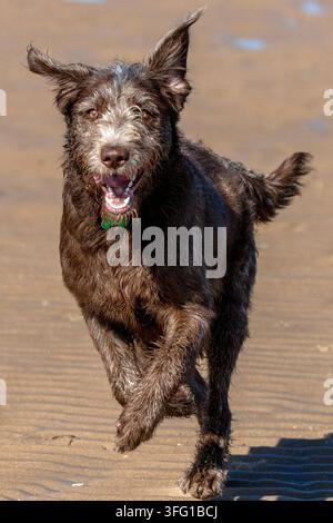 Un chien brun à poil dur heureux court directement vers l'appareil photo avec ses oreilles flottant sur une plage de sable texturée sous un soleil éclatant. Southport, UK. Banque D'Images