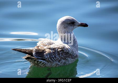 Une vue de profil en gros plan d'une mouette européenne juvénile nageant sur une eau bleue calme. Southport, Royaume-Uni. Banque D'Images