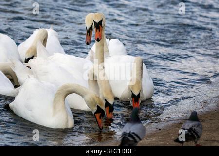 Une vue rapprochée de cygnes muets plongeant leurs têtes vers une berge en béton parsemée de grains de nourriture pour oiseaux. Southport, Royaume-Uni. Banque D'Images