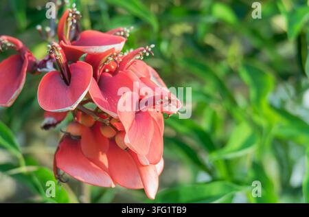 Close-up des fleurs rouge vif du corailbaum Cockspur avec un fond naturel de feuillage vert doux en extérieur Banque D'Images