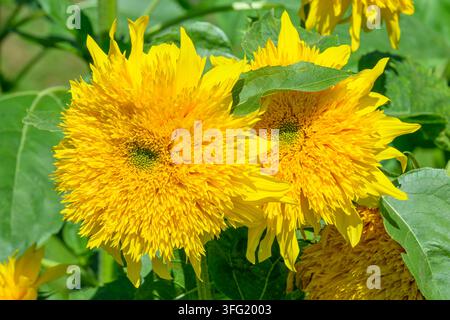 Ours en peluche tournesol, Helianthus annuus, Parc régional ƛ᾿ éxətəm, Coquitlam, Colombie-Britannique, Canada Banque D'Images