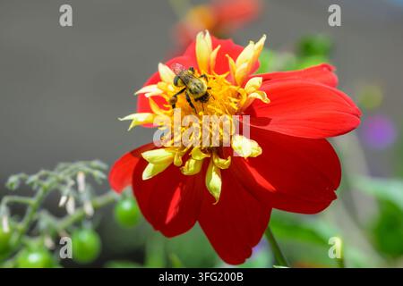 Boulette à tête jaune, Bombus flavifrons sur une fleur de dahlia rouge, Dahlia Impression Festivo, Vancouver, Colombie-Britannique, Canada Banque D'Images