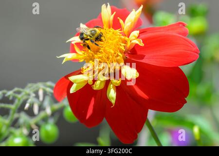 Boulette à tête jaune, Bombus flavifrons sur une fleur de dahlia rouge, Dahlia Impression Festivo, Vancouver, Colombie-Britannique, Canada Banque D'Images