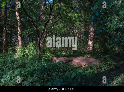 Une forêt feuillue luxuriante et verte avec un sous-bois dense, des arbres matures et une bûche tombée sur le sol de la forêt baignée d'une lumière solaire tamisée Banque D'Images