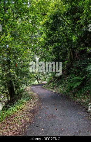 Sentier de randonnée asphalté serpentant à travers une forêt dense de lauriers laurisilva à Cubo de La Galga Banque D'Images