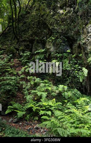 Fougères vertes luxuriantes et mousse poussant sur un mur de roche volcanique humide dans une forêt dense de laurisilva Banque D'Images