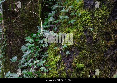 Close-up de vignes grimpantes avec des feuilles vertes mouillées et de la mousse épaisse poussant sur des troncs d'arbres sombres dans la forêt tempérée de Valdivia, au Chili Banque D'Images