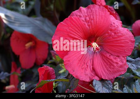 Des fleurs d'hibiscus rouge vif épanouies dans un jardin d'été. Banque D'Images