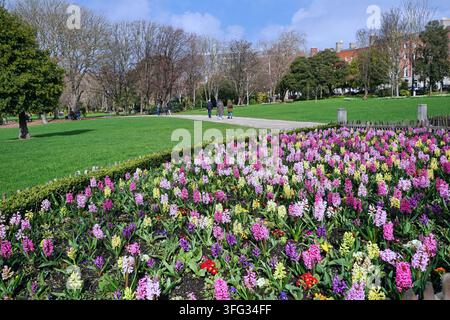 Fleurs du printemps épanouies dans le parc Merrion Square à Dublin Banque D'Images