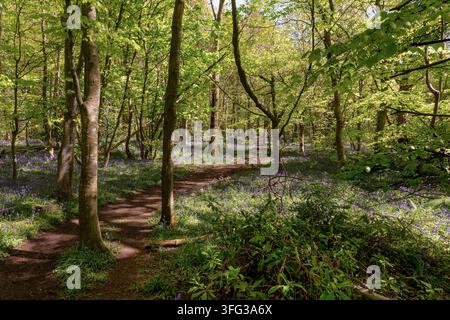 La lumière du soleil tamisée filtre à travers la canopée verte fraîche sur un tapis de jacinthes bordant un étroit sentier de terre dans une ancienne forêt feuillue écossaise, fin avril Banque D'Images