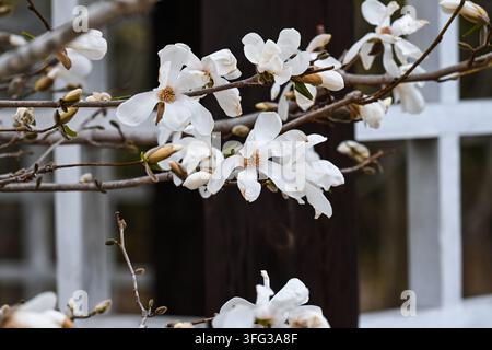 Fleurs blanches de magnolia kobus en plein épanouissement en gros plan sur les branches près d'une structure de pergola en bois dans un parc printanier du kraï du Primori en Russie Banque D'Images