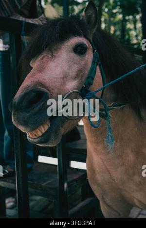 Portrait rapproché d'un cheval brun bridé avec une bouche ouverte expressive dans une écurie. Banque D'Images