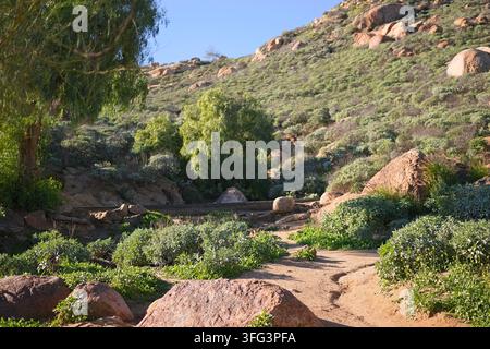 Sentier de randonnée boueux serpentant à travers des collines verdoyantes et des rochers au mont Rubidoux dans le comté de Riverside, en Californie, sous une lumière claire du jour Banque D'Images