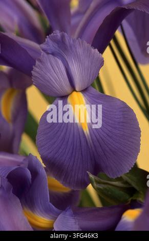 GROS PLAN D'UNE FLEUR D'IRIS BARBUE MAUVE. Banque D'Images