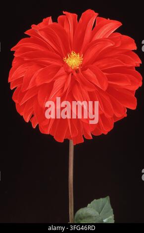 GROS PLAN D'UNE FLEUR DE DAHLIA ROUGE SUR FOND NOIR. Banque D'Images