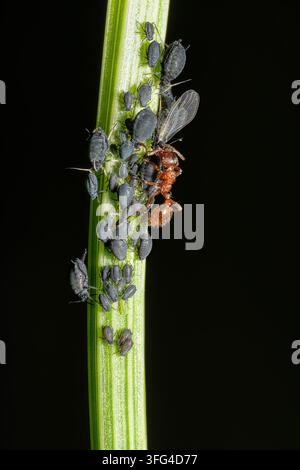 Une fourmi soigne une colonie de pucerons noirs, y compris un individu ailé, sur une tige de plante de jardin dans une démonstration classique de mutualisme insecte. Banque D'Images