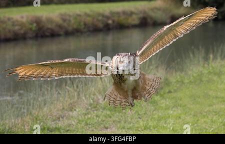 Un hibou grand-duche, Bubo bubo, capturé en plein vol, montrant son envergure étendue, ses touffes d’oreilles proéminentes et ses yeux orange intenses Banque D'Images