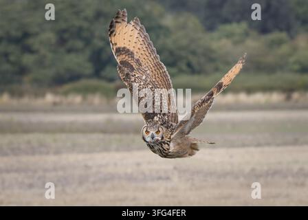Un hibou grand-duche, Bubo bubo, capturé en plein vol, montrant son envergure étendue, ses touffes d’oreilles proéminentes et ses yeux orange intenses Banque D'Images