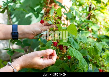 Mains cueillant des framboises mûres d'une plante de jardin. Les mains tiennent une branche de framboises avec des baies rouges mûres et immatures parmi des feuilles vertes dans un jardin ensoleillé. Banque D'Images