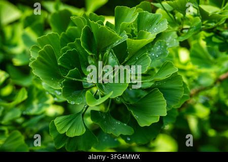 Ginkgo biloba, arbre aux cheveux de vierge, un gymnosperme ancien aux feuilles vertes en forme d’éventail caractéristiques et bilobées, photographié frais après la pluie. Banque D'Images