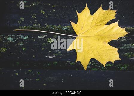 Une seule feuille d'érable automnale jaune vif reposant à plat sur un banc en bois sombre et moussue, avec un grand espace de copie sur la gauche. Banque D'Images