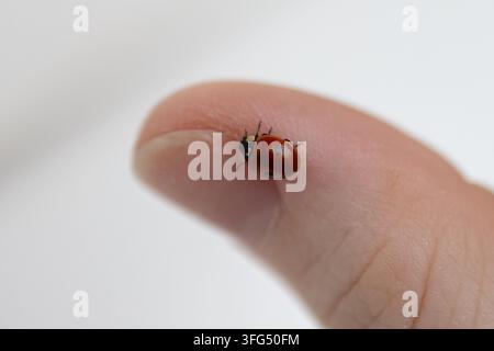 Petite coccinelle rouge reposant sur un pouce humain Banque D'Images