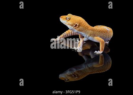Un gecko léopard jaune sur une surface réfléchissante noire Banque D'Images
