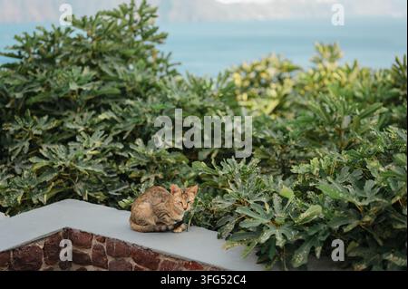 Un chat roux endormi se repose sur un mur au bord de la mer Banque D'Images