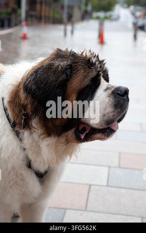 St Bernard Dog Banque D'Images