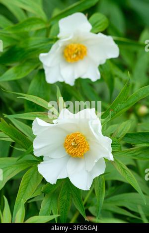 Paeonia emodi, pivoine de l'Himalaya, pivoine du Mont Emodus, fleurs blanches avec anthères jaunes dorés proéminentes au printemps ; Banque D'Images